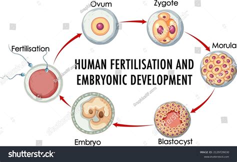 Image result for Human Fertilisation