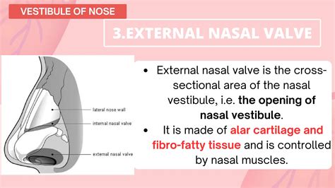 NOSE ANATOMY with complete description.pdf