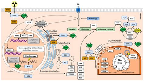 Cancers | Special Issue : Metabolic Pathways and Redox Homeostasis in ...