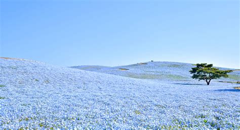 [Ibaraki Flower Sea and Food Perfect Encounter Day Tour] Oarai Isosaki ...