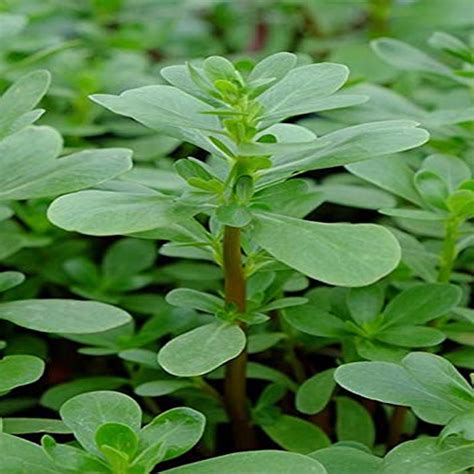 Country Creek 100 Green Purslane Seeds, Non-GMO Leafy Vegetable - Walmart.com