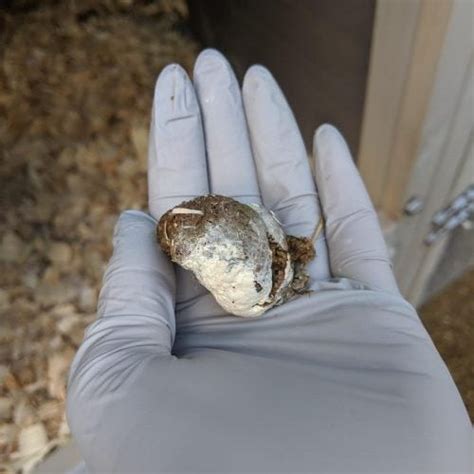 Image result for Types of Chicken Poop