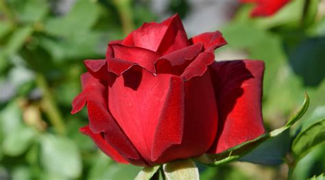 Free picture: gardening, red, roses, rose, bud, nature, flower, blossom ...