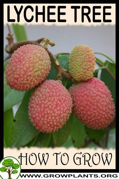 Image result for Lychee Tree Problems