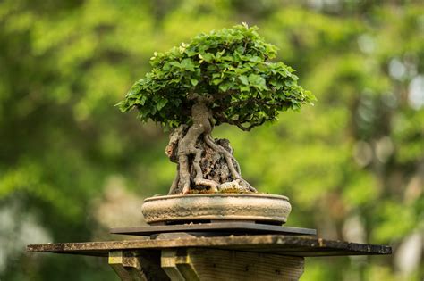 National Bonsai Foundation - Bonsai Museum Washington DC