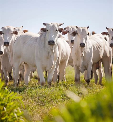 World's Most Expensive Cow: ಇದು ವಿಶ್ವದ ದುಬಾರಿ ಹಸು! ಇದರ ಬೆಲೆಯಲ್ಲಿ ಹೊಸ ...