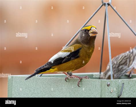 Yellow Grosbeak Bird