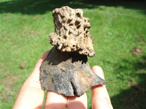 Bumpy Dinos Fossils 的图像结果