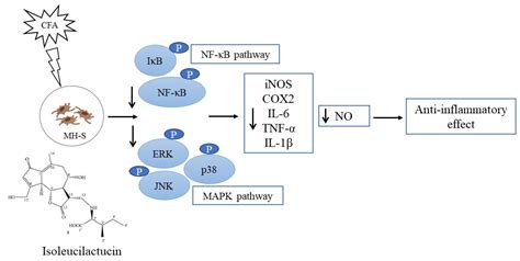 Isoleucilactucin Ameliorates Coal Fly Ash-Induced Inflammation through ...