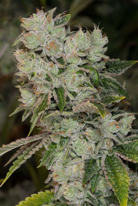 Jet Fuel OG regular hybrid cannabis seeds - Faraway Land Seed Bank