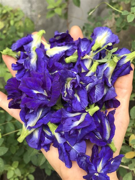 Butterfly Pea Flowers Tea