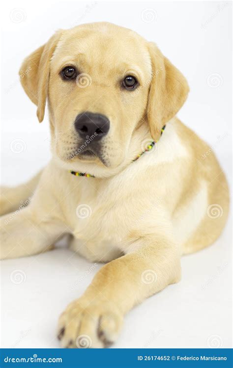 Image result for Beautiful Labrador