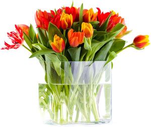 sopranos flower pot ON FINE ART PAPER HD WALLPAPER POSTER Fine Art ...