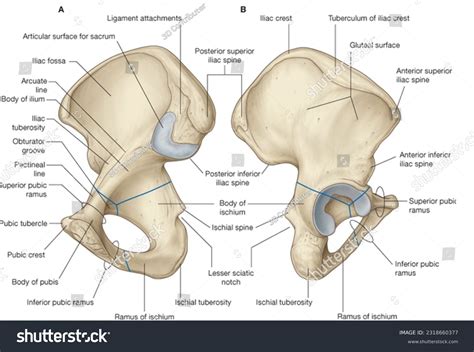 Front Pelvic Images: Browse 671 Stock Photos & Vectors Free Download ...