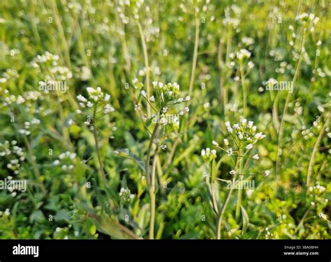 Field of shepherd's purse plants with delicate white flowers on slender ...