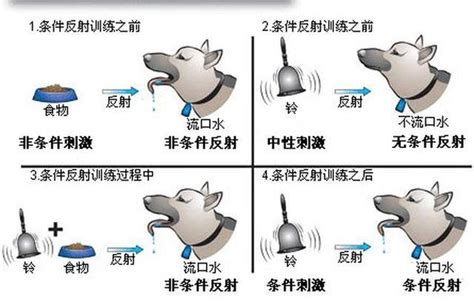 巴甫洛夫的经典条件反射理论是什么？这篇文章告诉你！_反应_习惯_唾液