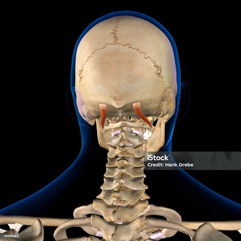 Male Obliquus Capitis Superior Neck Muscle Isolated On Skeletal System ...