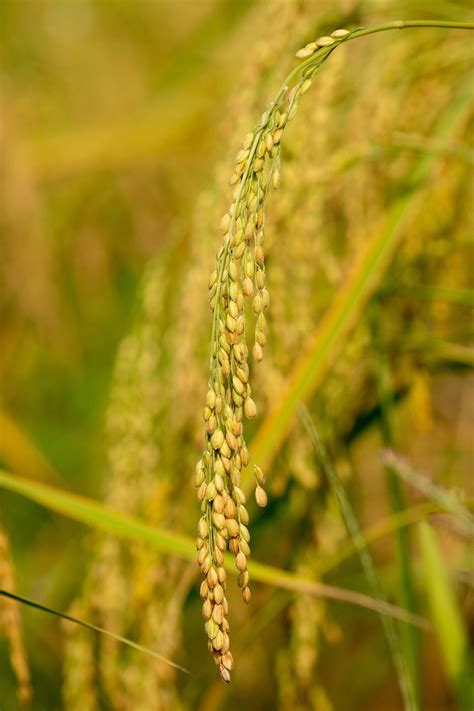 Java Rice Yellow Texture Image 的图像结果