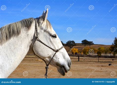Gray American Quarter Horse Gelding with Oak Trees and Autumn Colors ...
