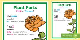 What is a Stamen? - Answered - Twinkl Teaching Wiki - Twinkl