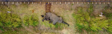 Nature travel, wildlife photography and conservation stories from India ...