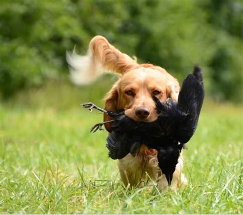 Image result for Why Do Dogs Fetch