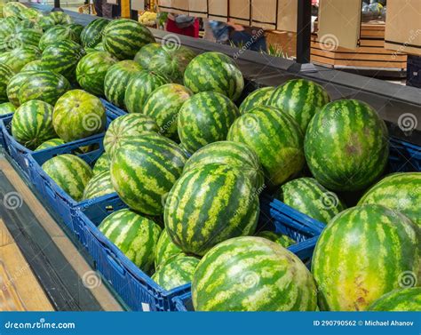 Watermelons on Supermarket Shelf or Farmers Market. Fresh Organic Water ...