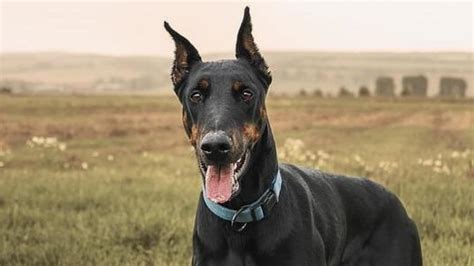 Great Dane Doberman Mix (Doberdane): All You Need To Know