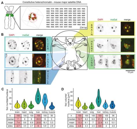Cells | Special Issue : Nuclear Organization, Dynamics and Phase ...
