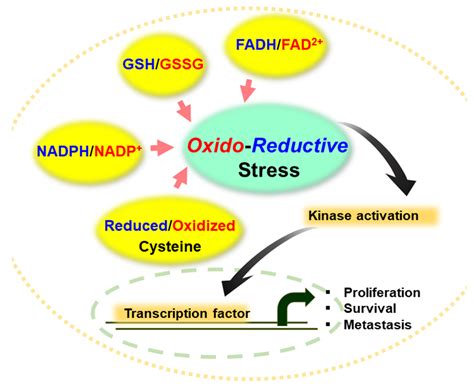 Oxidative Stress Review at Charlotte Farmer blog