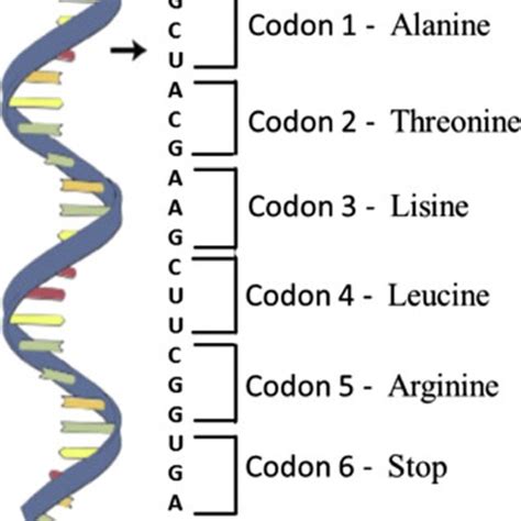 Image result for DNA Vs RNA Codons