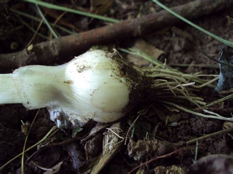 Missouri Survival: Scallions - Wild Green Onions