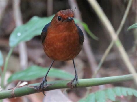 Bornean Shortwing - eBird