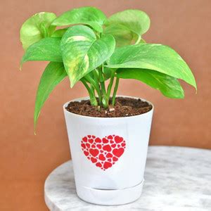 Floweraura Money Plant Price in India - Buy Floweraura Money Plant ...