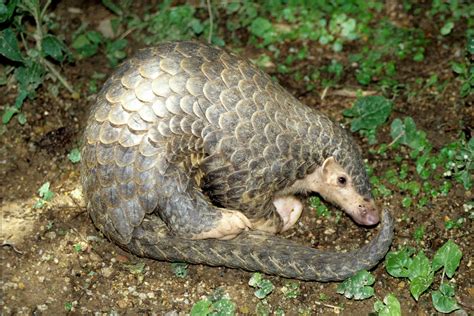 Chinese pangolin