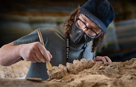 Mastodon Skull Part Of Epic Fossil Collection Accidentally Found By ...