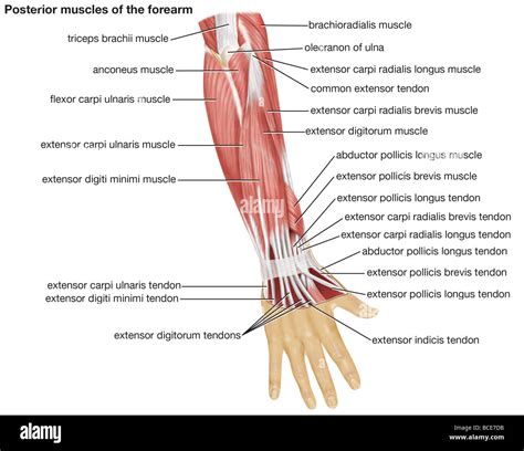posterior forearm muscles