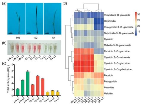 OsUGT88C3 Encodes a UDP-Glycosyltransferase Responsible for ...