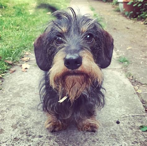 Miniature Dachshund Wirehaired