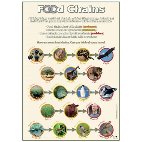 Chains poster in 2020 | Food chain, Teaching resources primary