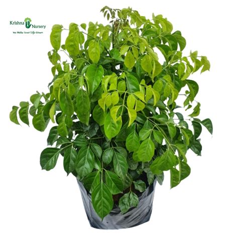 China Doll (Radermachera Plant)