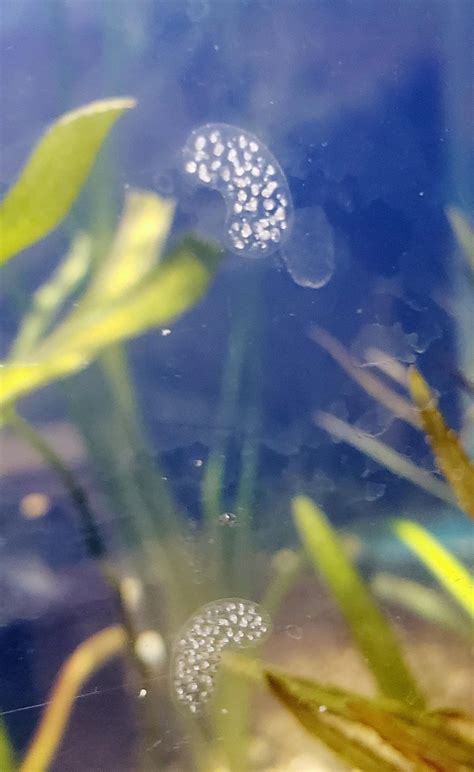 Bladder snail eggs? i have babies but I've been tracking a few clusters ...