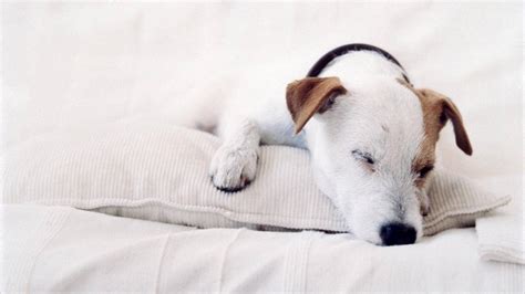 宠物小狗图片-正在睡觉的宠物小狗素材-高清图片-摄影照片-寻图免费打包下载