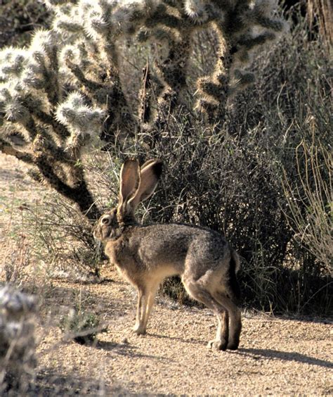 Genus Lepus Rabbits & Hares — Coke Smith Wildlife