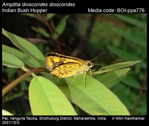 Ampittia dioscorides (Fabricius, 1793) - Bush Hopper | Butterfly