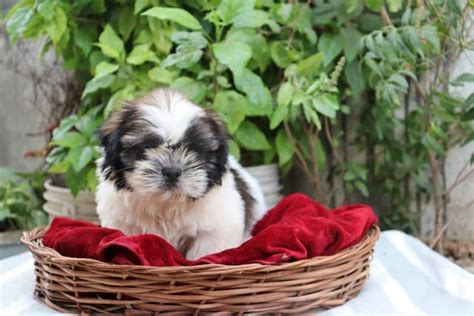 Shih Tzu Puppies for Sale in Mumbai | Price & Verified Breeders – GoodFurs