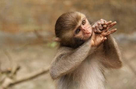 2004年10月出生的属猴人一生能够富贵吗？命运如何？_奇缘阁算命网