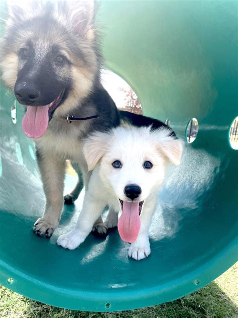 Image result for Treebeard Tattoo