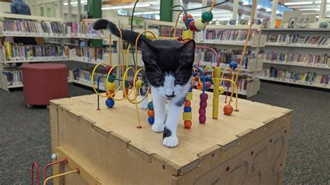 Cat Week: Kitties at the Library, Public Library for Union County ...