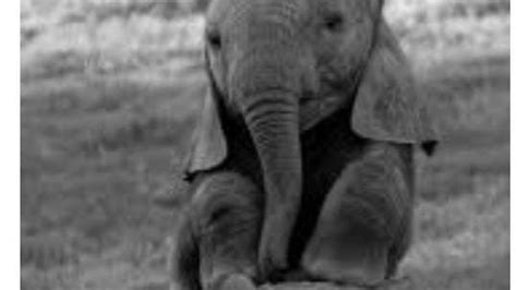 Petition · Justice to Mother Nature's Every kid let it be animals ...